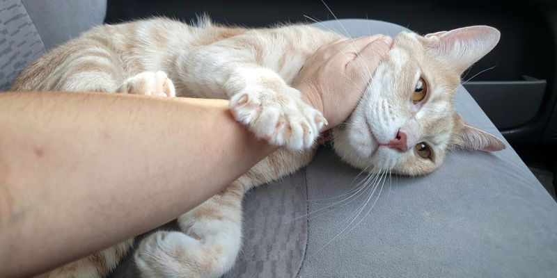 Gentle Paw Massage