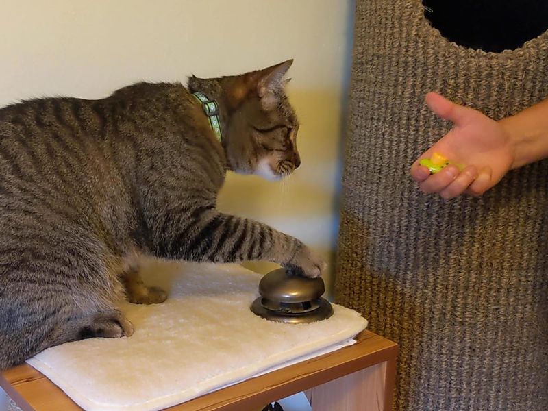 Clicker Communication Magic