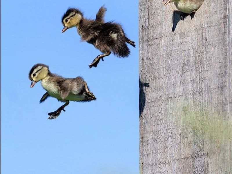 Baby's First Leap Of Faith