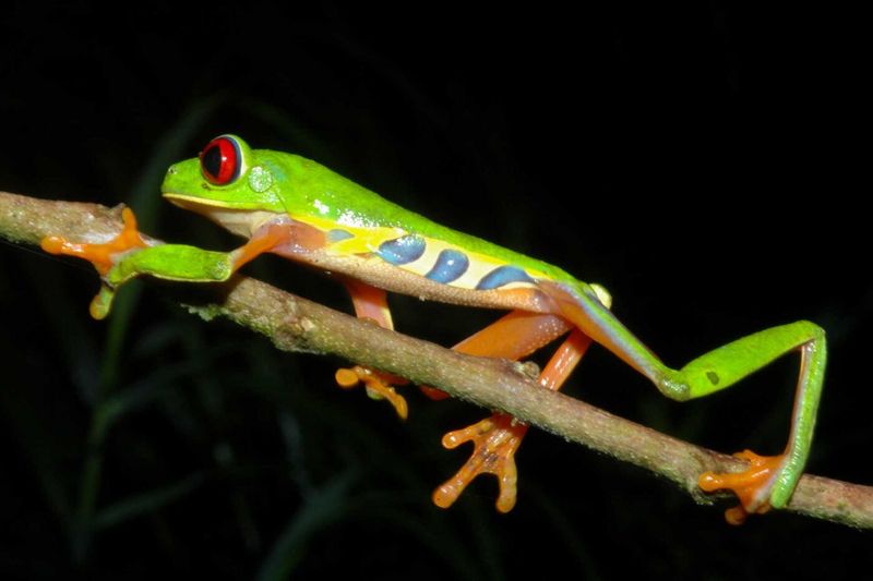 The Amazing Jumping Ability Of Tree Frogs