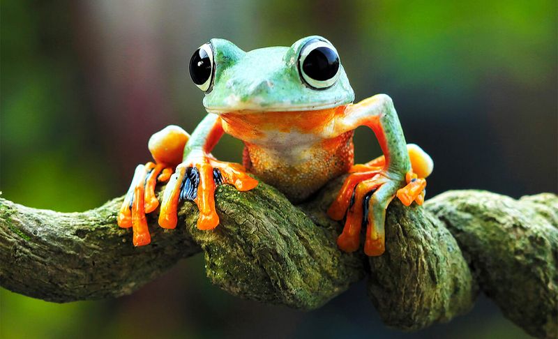 The Lifespan Of Tree Frogs