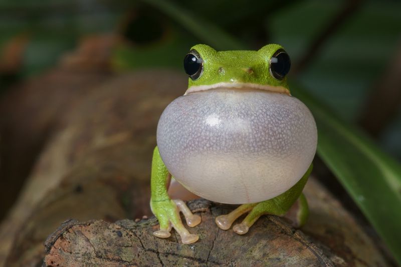Tree Frogs' Unique Vocalizations