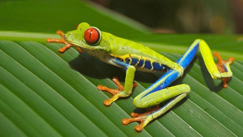 Tree Frogs' Wide Range Of Colors