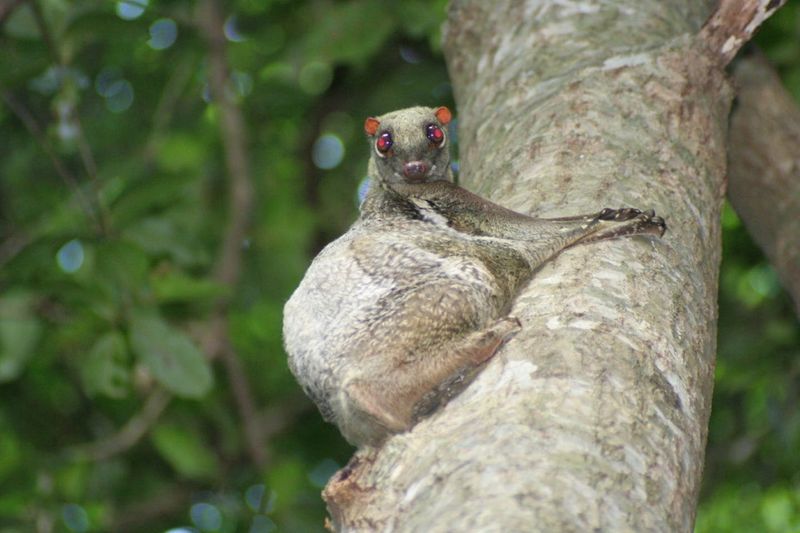 Sunda Colugo (Malaysia)