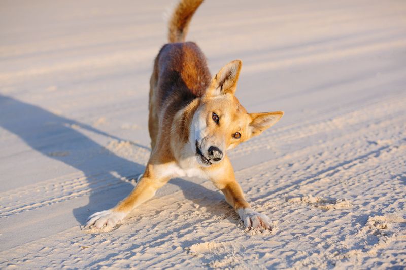 Dingo