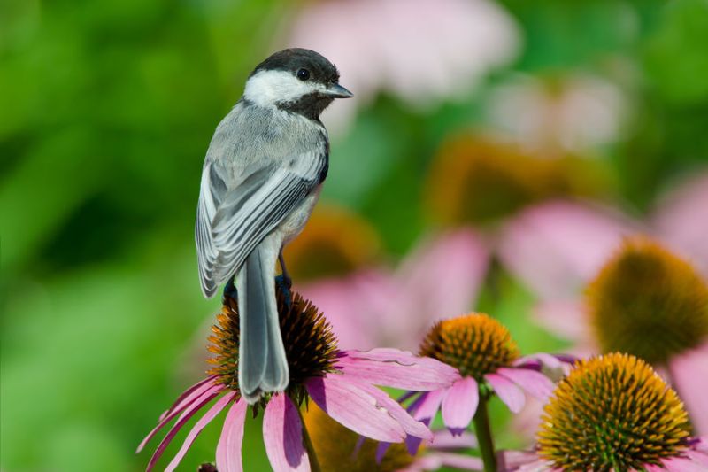 Chickadees: Tiny But Mighty Pest Patrol