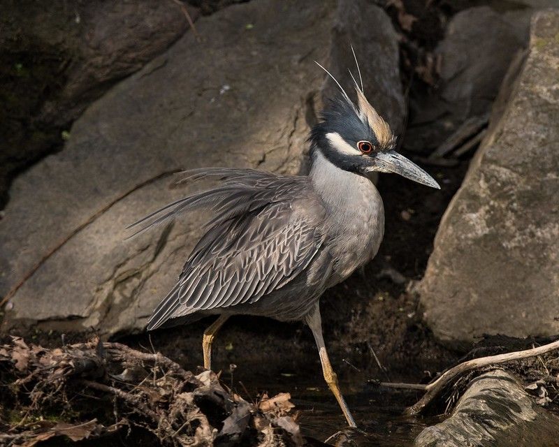 Yellow-crowned Night Heron – The Crab Specialist