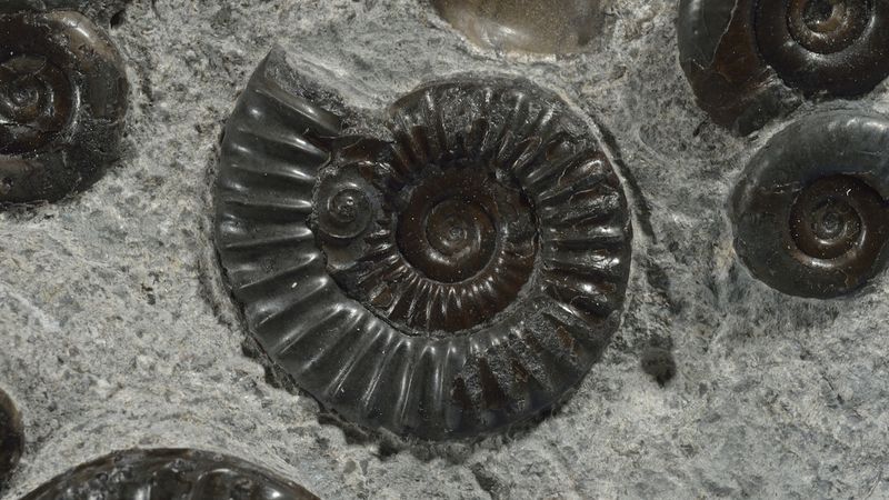 Ammonites