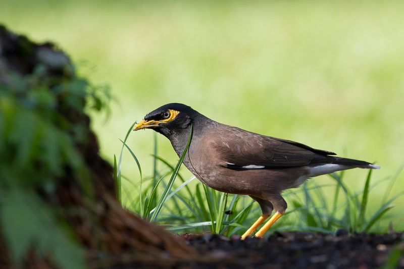 Black Myna
