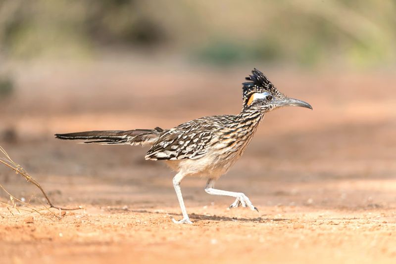 Desert Diva: The Greater Roadrunner