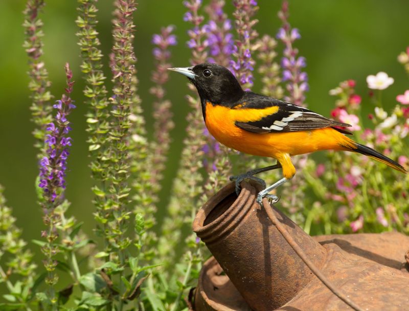 Pesticide-Free Gardening: Bug Buffet Benefits