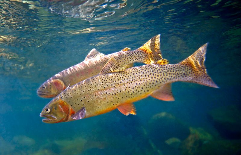 Cutthroat Trout – The State Fish With Fiery Gills