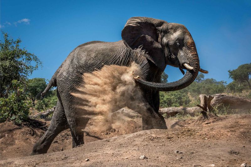 Trunk And Dust Bathing
