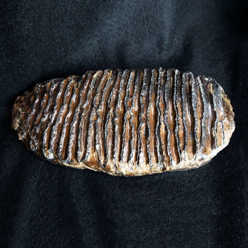 Mammoth Teeth Weighed 8 Pounds Each