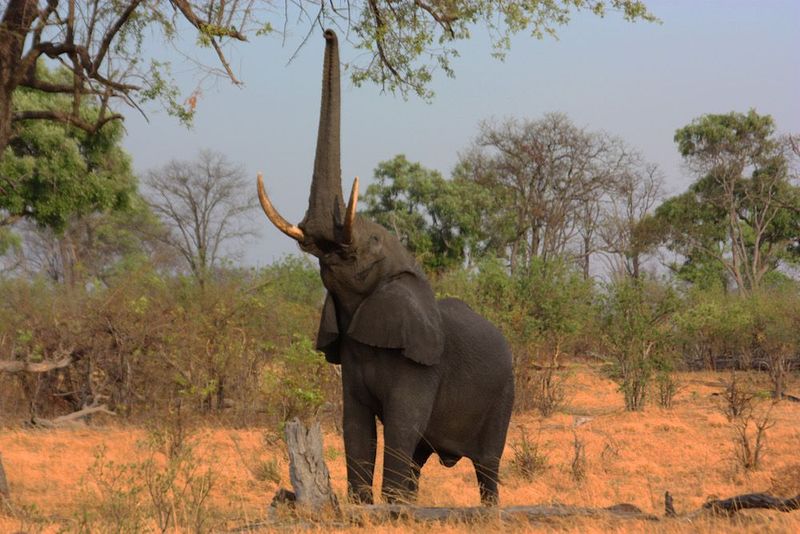 Trunk Dexterity