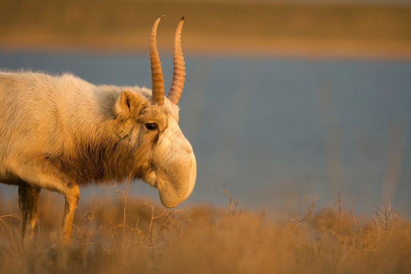 Critically Endangered Status