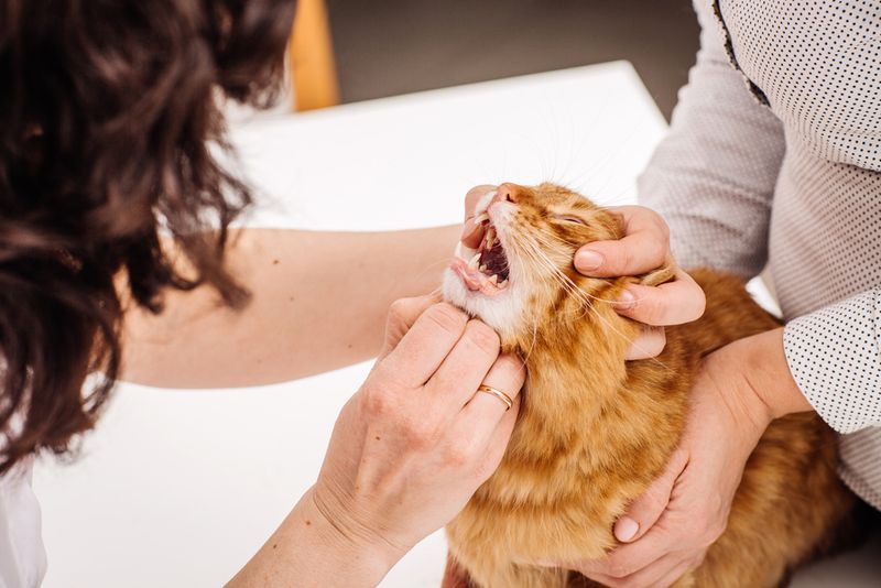 Schedule Regular Vet Checks