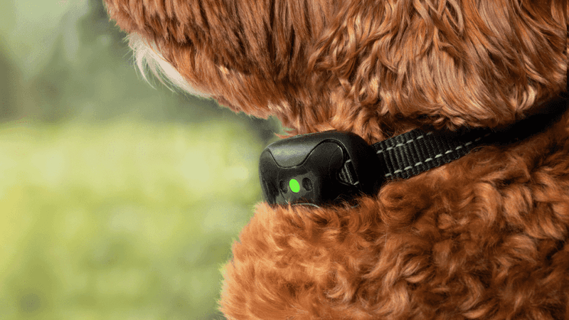 Consider Anti-Bark Devices
