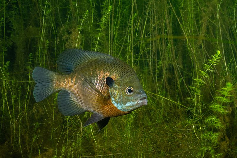 Fish Deep Structure In Summer