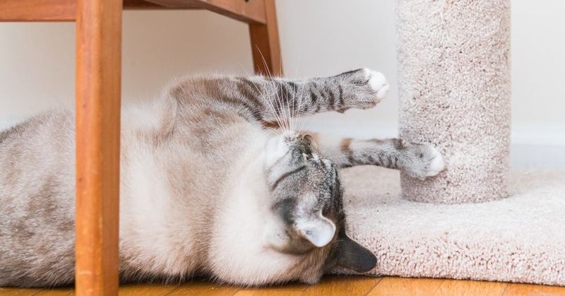 Create Designated Scratching Zones