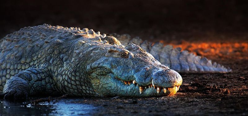 Gustave: The Monster Crocodile Of Burundi