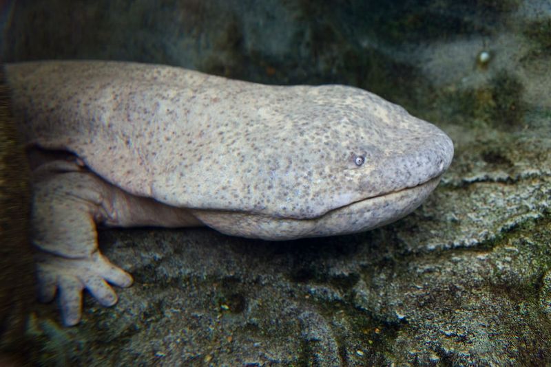 Giant Salamander: River Monster Unchanged