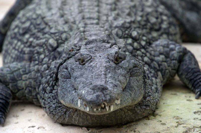 Crocodiles
