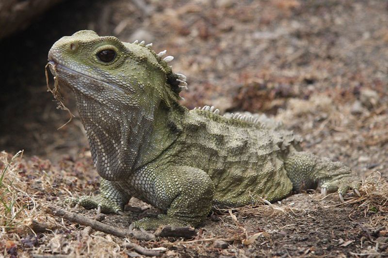 They Are Native To New Zealand