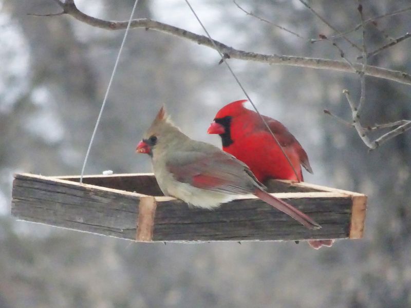 Platform Feeders: Open Dining For Everyone