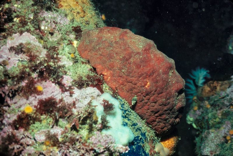 Gumboot Chiton