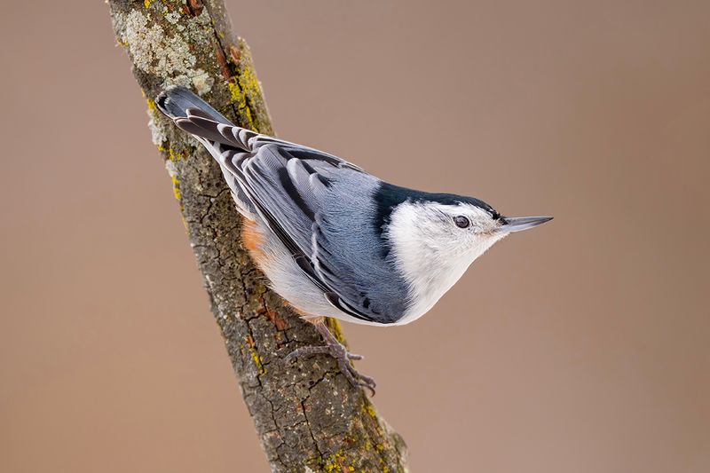 Nuthatches