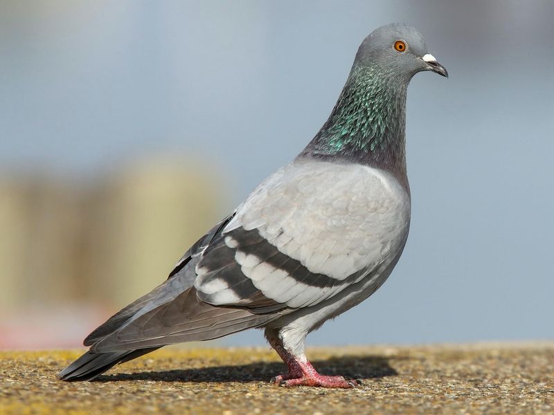 Pigeon's Urban Elegance