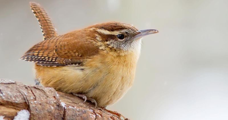 Carolina Wren