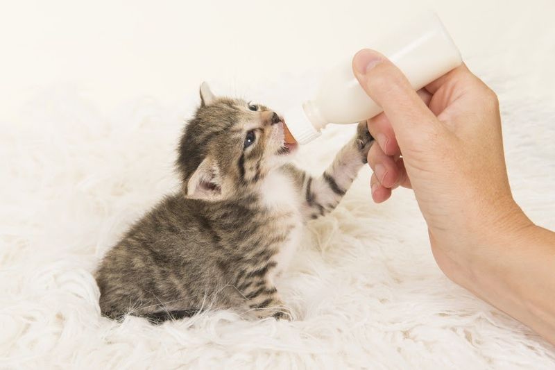 Goat Milk - Easier to Digest