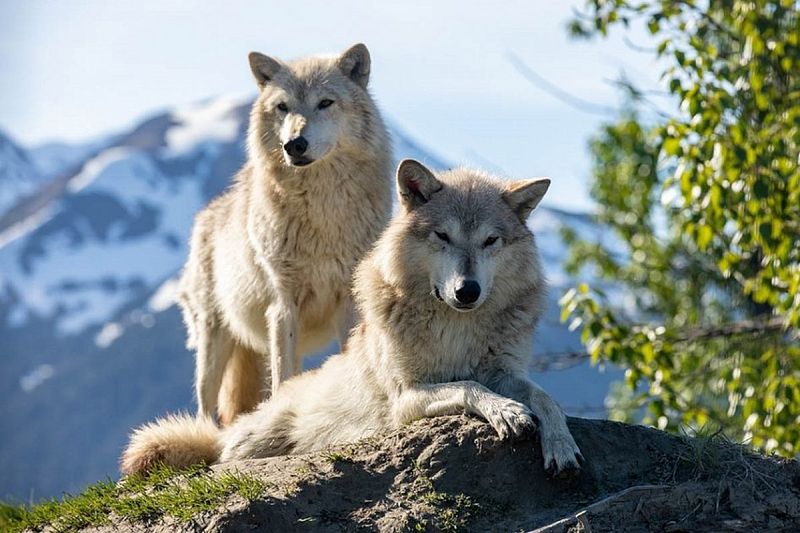 Alaskan Interior Wolf