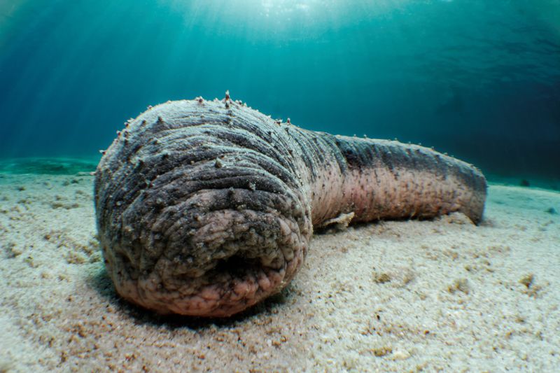 Sea Cucumbers: Living Without Thinking