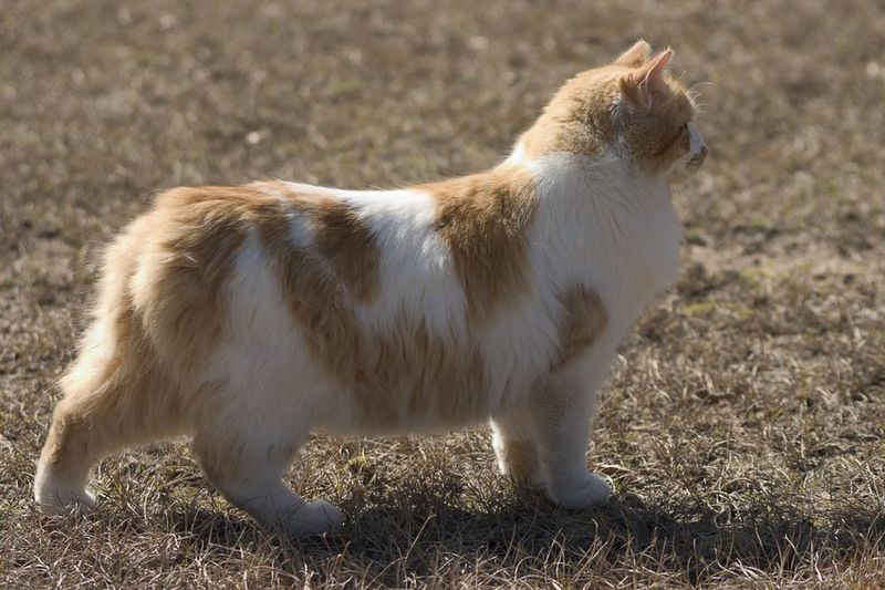 Manx Mighty Mouse Hunter