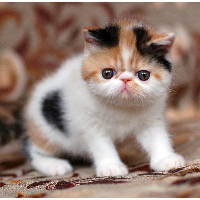 Exotic Shorthair Calico