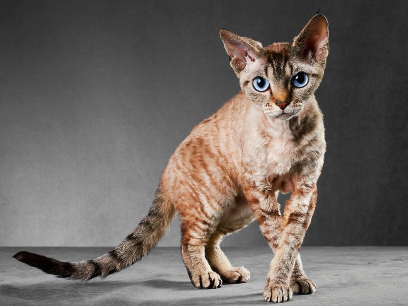 Cornish Rex: Velvet-coated Empaths