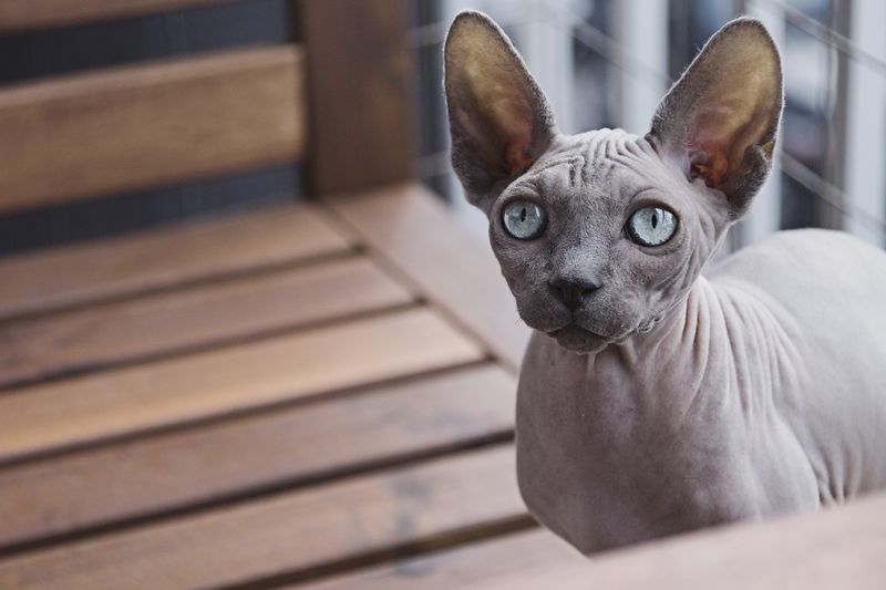 Peterbald: Elegant Ballerina