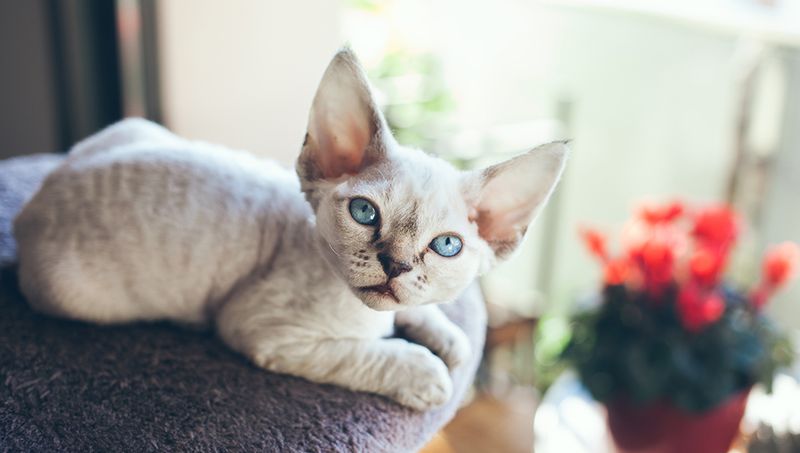 Devon Rex: Impish Mood-Lifters With Curly Coats