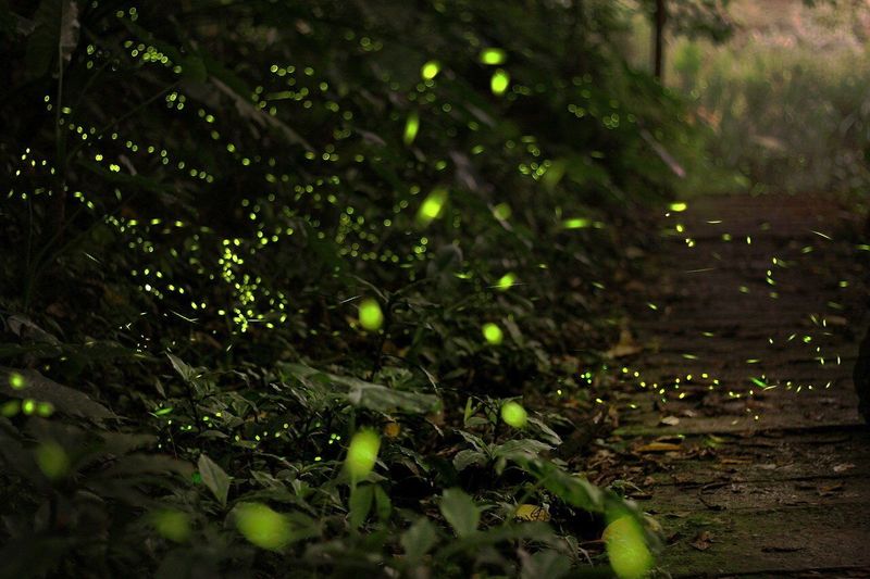 Leave The Leaves