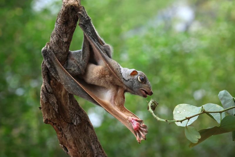 Sunda Colugo: The Living Kite