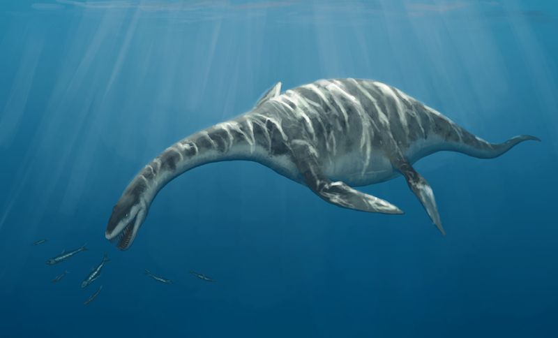 Snake-Necked Sea Hunter