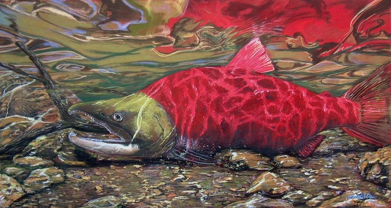 Salmon