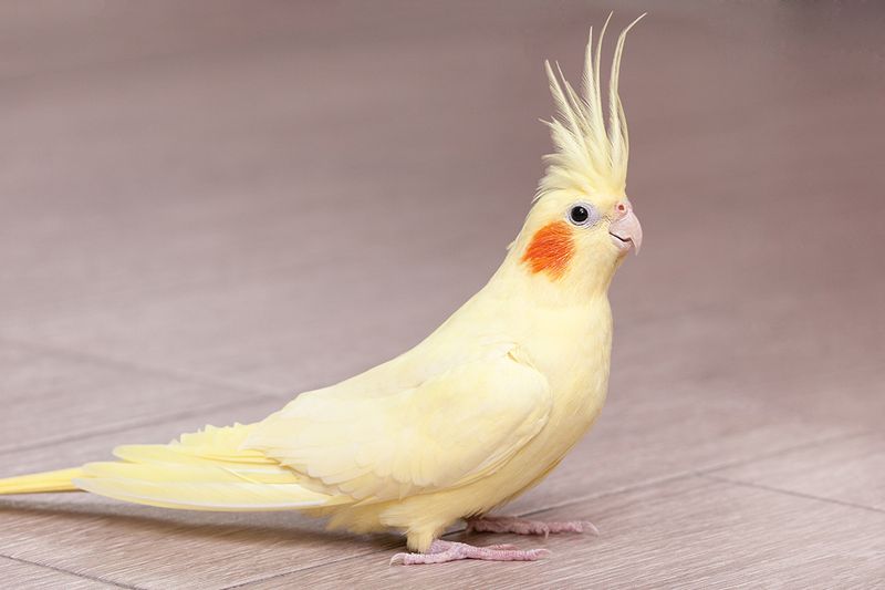 Cockatiels 