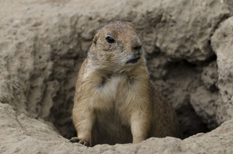 Prairie Dogs Colonize Vacant Downtown Lots