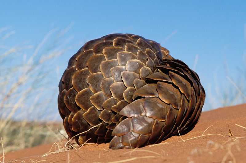 Pangolins