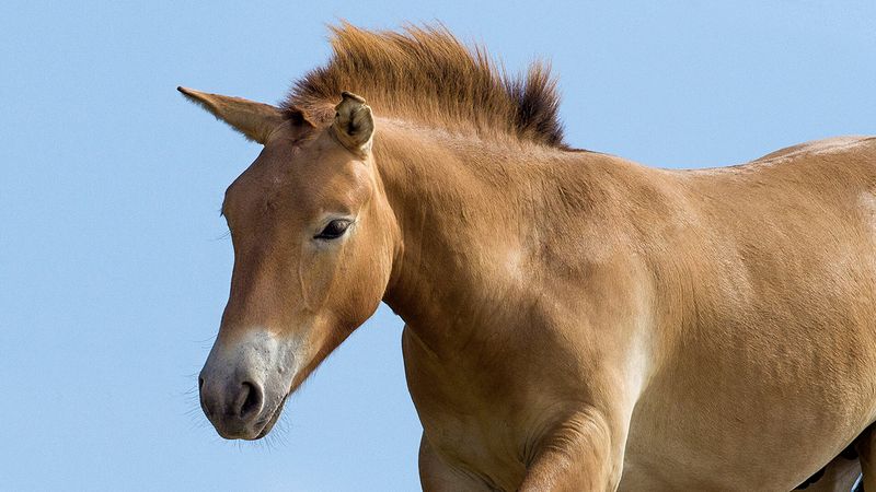 Przewalski's Horse: Untamed Survivor
