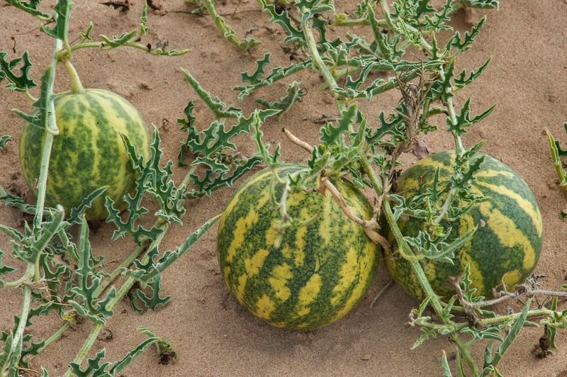 Desert Melons
